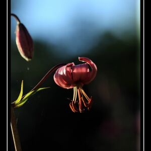 Photographie n°2489746 du taxon Lilium martagon L.