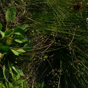 Photographie n°2489748 du taxon Alisma plantago-aquatica L. [1753]