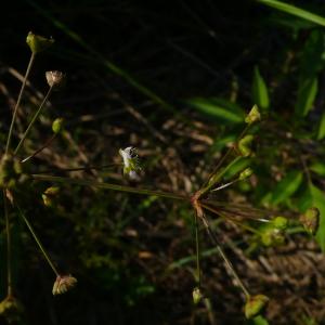 Photographie n°2489749 du taxon Alisma plantago-aquatica L. [1753]