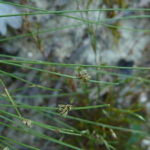 Photographie n°2489756 du taxon Isolepis setacea (L.) R.Br. [1810]