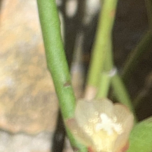 Rhipsalis baccifera (J.S.Muell.) Stearn (Barbas de palo)