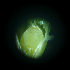 Photographie n°2489788 du taxon Danthonia decumbens subsp. decumbens
