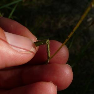 Photographie n°2489794 du taxon Danthonia decumbens subsp. decumbens