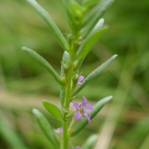 Photographie n°2489845 du taxon Lythrum hyssopifolia L.