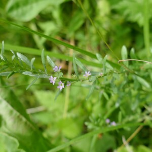 Photographie n°2489846 du taxon Lythrum hyssopifolia L.