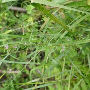 Photographie n°2489847 du taxon Lythrum hyssopifolia L.