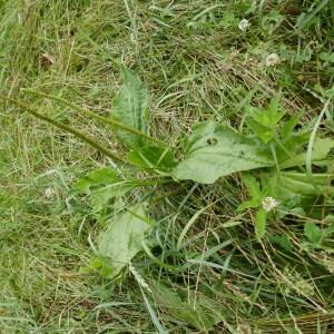 Photographie n°2489853 du taxon Plantago major L.