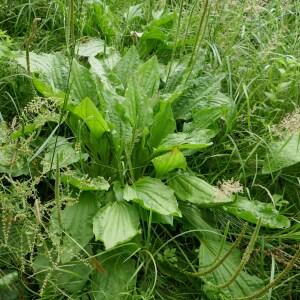 Photographie n°2489856 du taxon Plantago major L.