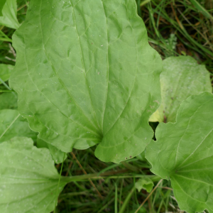 Photographie n°2489858 du taxon Plantago major L.