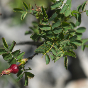 Photographie n°2489949 du taxon Rosa spinosissima L. [1753]