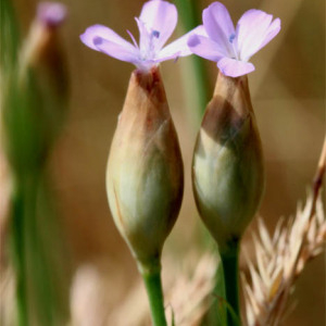 Photographie n°2489979 du taxon Petrorhagia prolifera (L.) P.W.Ball & Heywood