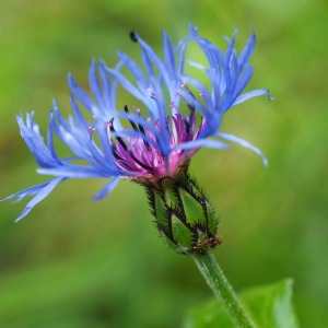 Photographie n°2490026 du taxon Cyanus montanus (L.) Hill [1768]