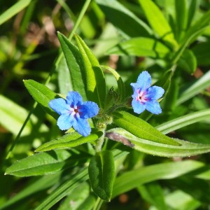 Photographie n°2490038 du taxon Buglossoides purpurocaerulea (L.) I.M.Johnst. [1954]