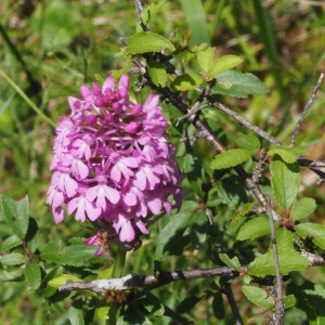 Photographie n°2490039 du taxon Anacamptis pyramidalis (L.) Rich. [1817]