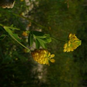 Photographie n°2490046 du taxon Trifolium aureum Pollich