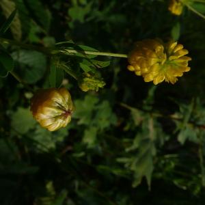 Photographie n°2490049 du taxon Trifolium aureum Pollich