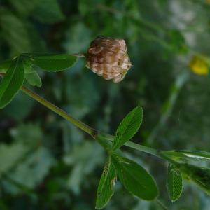 Photographie n°2490051 du taxon Trifolium aureum Pollich