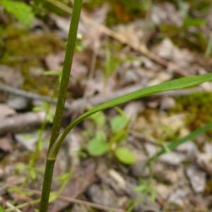 Photographie n°2490073 du taxon Ranunculus flammula L. [1753]