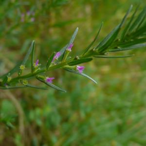 Photographie n°2490083 du taxon Lythrum hyssopifolia L.