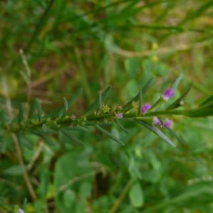Photographie n°2490084 du taxon Lythrum hyssopifolia L.