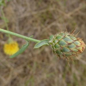 Photographie n°2490089 du taxon Centaurea collina L. [1753]