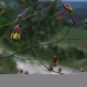 Photographie n°2490130 du taxon Thalictrum minus L.