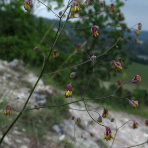 Photographie n°2490131 du taxon Thalictrum minus L.