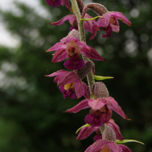 Photographie n°2490147 du taxon Epipactis atrorubens (Hoffm.) Besser