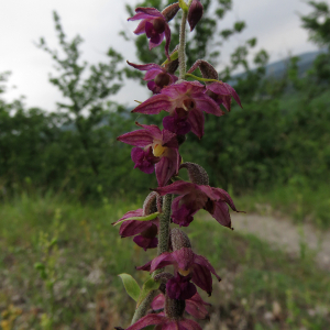 Photographie n°2490148 du taxon Epipactis atrorubens (Hoffm.) Besser