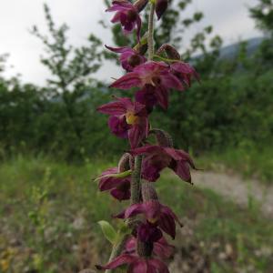 Photographie n°2490149 du taxon Epipactis atrorubens (Hoffm.) Besser