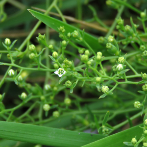 Photographie n°2490155 du taxon Thesium humifusum DC.