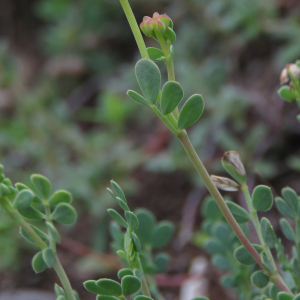 Photographie n°2490158 du taxon Coronilla minima L.