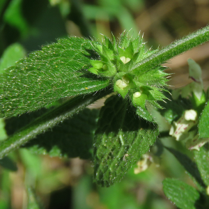 Photographie n°2490161 du taxon Stachys recta L.