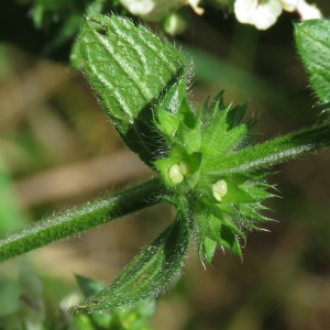 Photographie n°2490162 du taxon Stachys recta L.