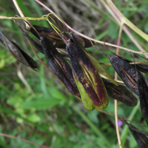 Photographie n°2490164 du taxon Isatis tinctoria L.