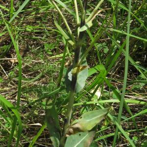 Photographie n°2490165 du taxon Isatis tinctoria L.