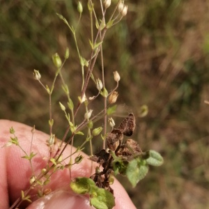 Photographie n°2490198 du taxon Minuartia hybrida (Vill.) Schischk. [1936]