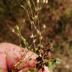 Photographie n°2490199 du taxon Minuartia hybrida (Vill.) Schischk. [1936]