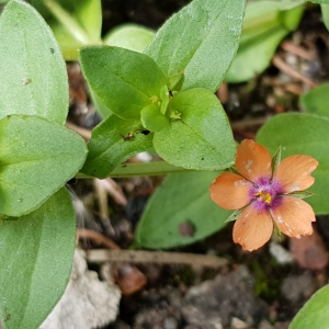 Photographie n°2490200 du taxon Lysimachia arvensis (L.) U.Manns & Anderb.