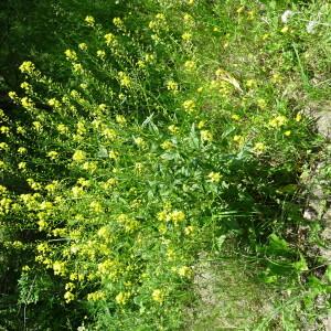 Photographie n°2490210 du taxon Bunias orientalis L.