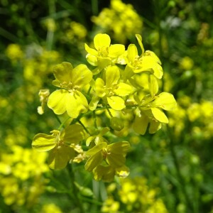 Photographie n°2490213 du taxon Bunias orientalis L.