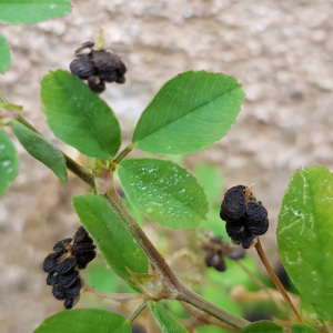 Photographie n°2490227 du taxon Medicago lupulina L.