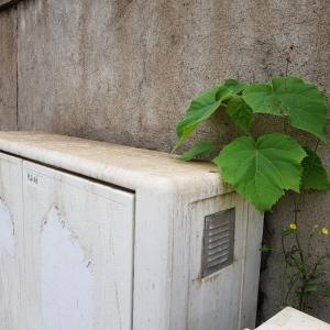 Photographie n°2490238 du taxon Paulownia tomentosa (Thunb.) Steud.