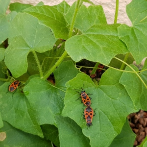 Photographie n°2490245 du taxon Bryonia dioica Jacq.