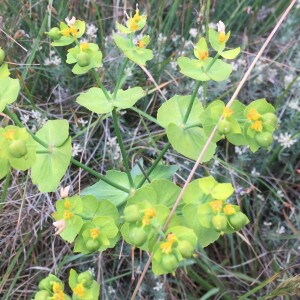 Photographie n°2490281 du taxon Euphorbia serrata L. [1753]