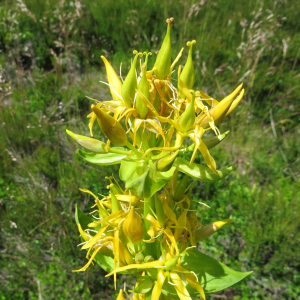 Photographie n°2490301 du taxon Gentiana lutea L.