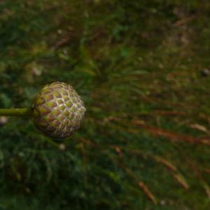 Photographie n°2490329 du taxon Cephalaria leucantha (L.) Schrad. ex Roem. & Schult. [1818]