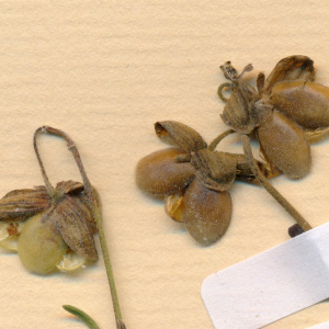 Photographie n°2490375 du taxon Helianthemum apenninum (L.) Mill.
