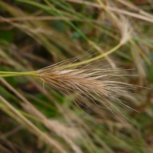 Photographie n°2490405 du taxon Hordeum secalinum Schreb. [1771]