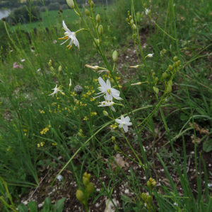 Photographie n°2490444 du taxon Anthericum ramosum L.